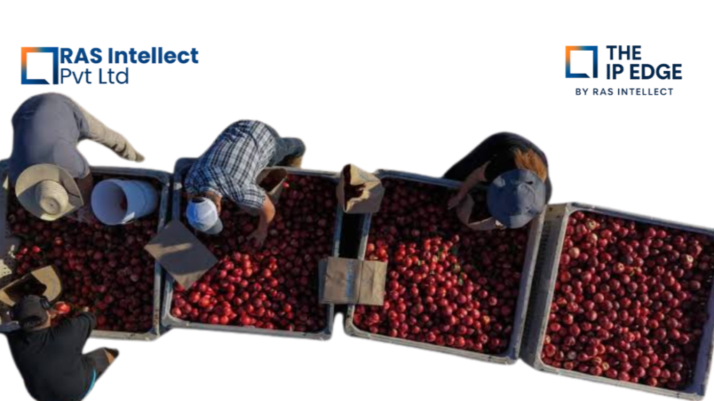 A farmer gave away 180,000 pounds of nectarines rather than sell them. The company suing him never actually patented the fruit.